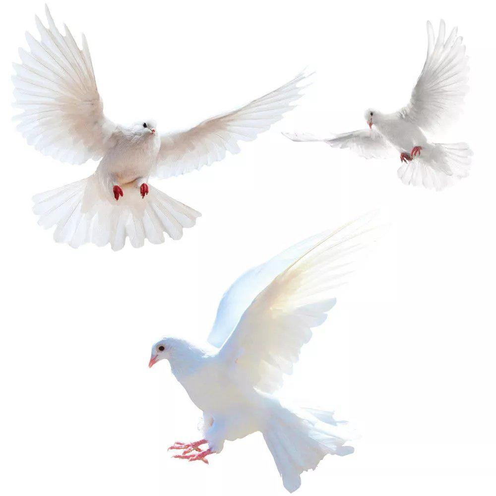 Peace Dove Wall Stickers for L - Xt Home Textiles ulasan dan harga