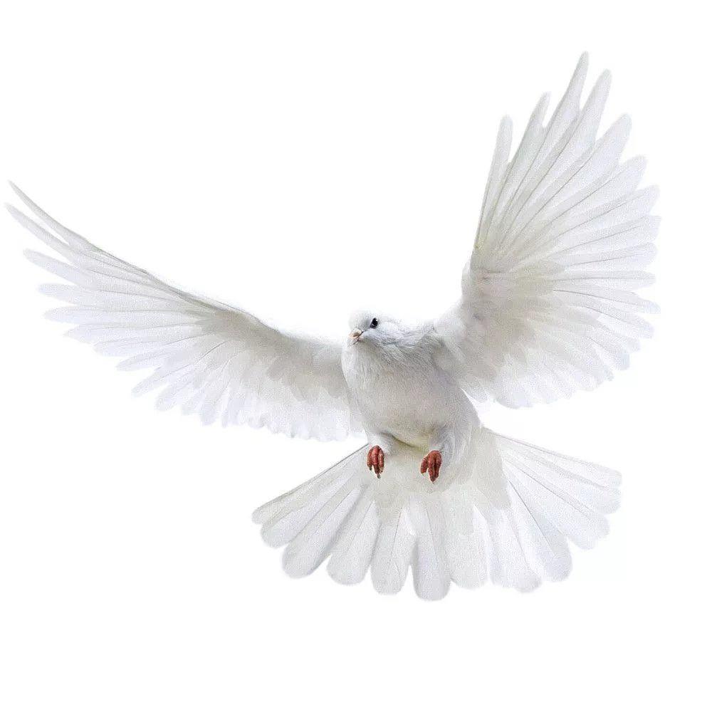 Peace Dove Wall Stickers for L - Xt Home Textiles ulasan dan harga