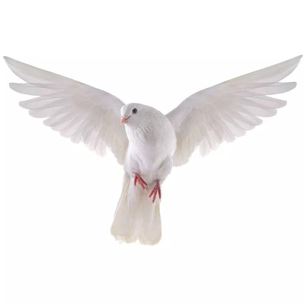 Peace Dove Wall Stickers for L - Xt Home Textiles ulasan dan harga